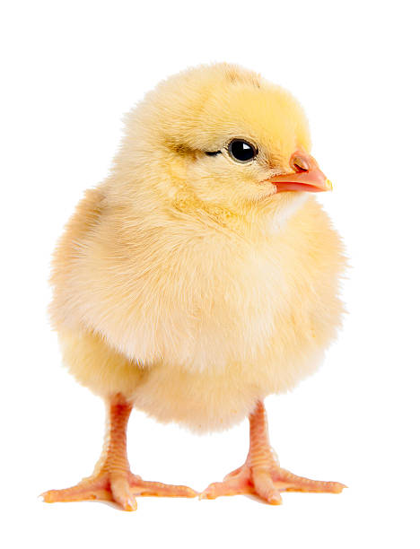 recém-nascido chick - chicken isolated yellow young animal imagens e fotografias de stock
