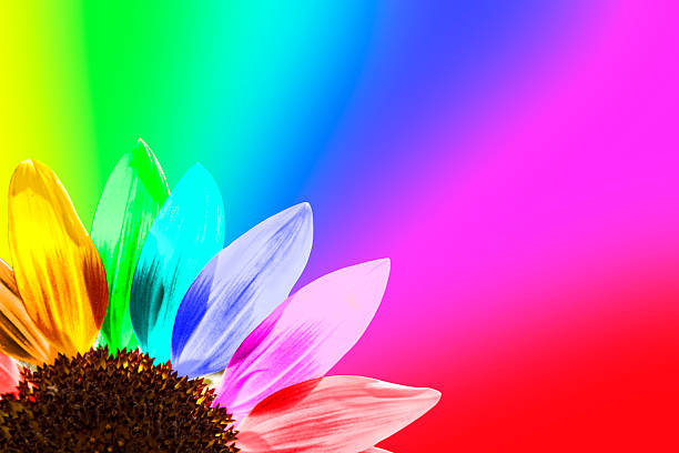 Close up of a rainbow colored sunflower