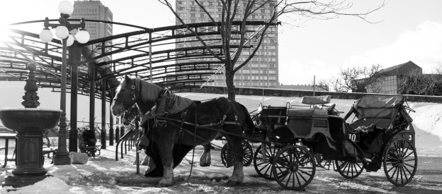 Horses and carriage for tourism in black and white