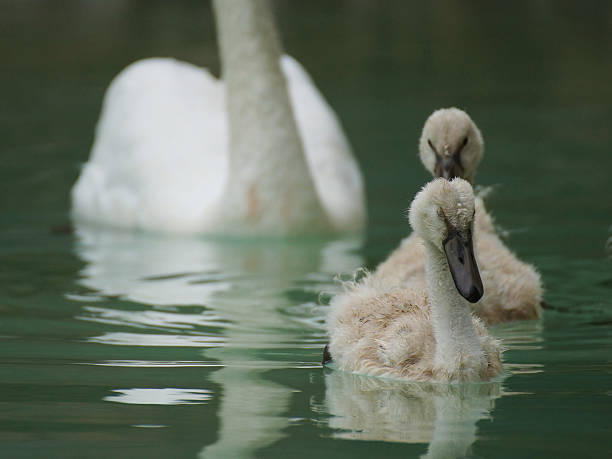 семейство swans - water surface standing water swan mute swan стоковые фото и изображения