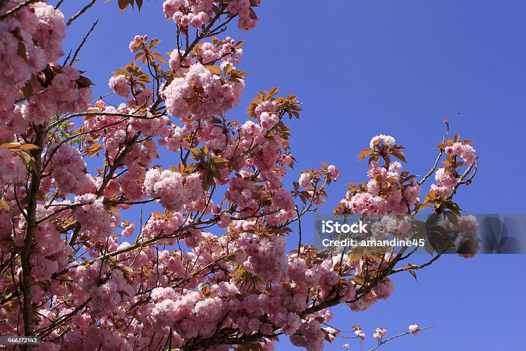Tree with pink flowers a tree in spring with flowering pink flowers and the appearance of the pistil on a background of blue sky Agriculture Stock Photo