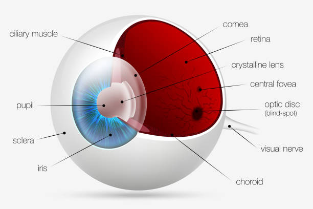 illustrations, cliparts, dessins animés et icônes de structure interne de l'oeil humain - choroid