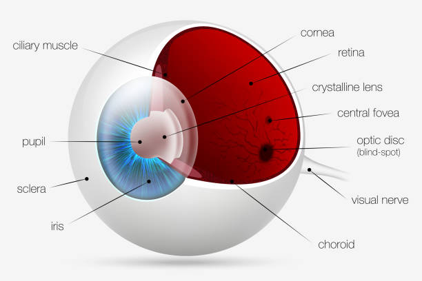 illustrazioni stock, clip art, cartoni animati e icone di tendenza di struttura interna dell'occhio umano - retina animale