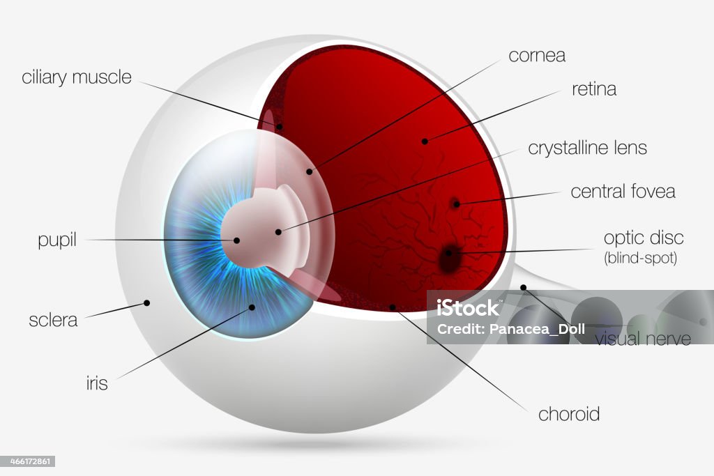 Internal Structure Of The Human Eye Stock Illustration - Download Image Now  - Eye, Human Eye, Anatomy - iStock
