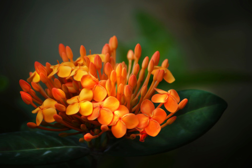 Tropical Orange Flower