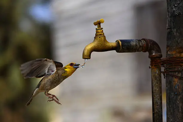 The thirst of the bird in the dry season