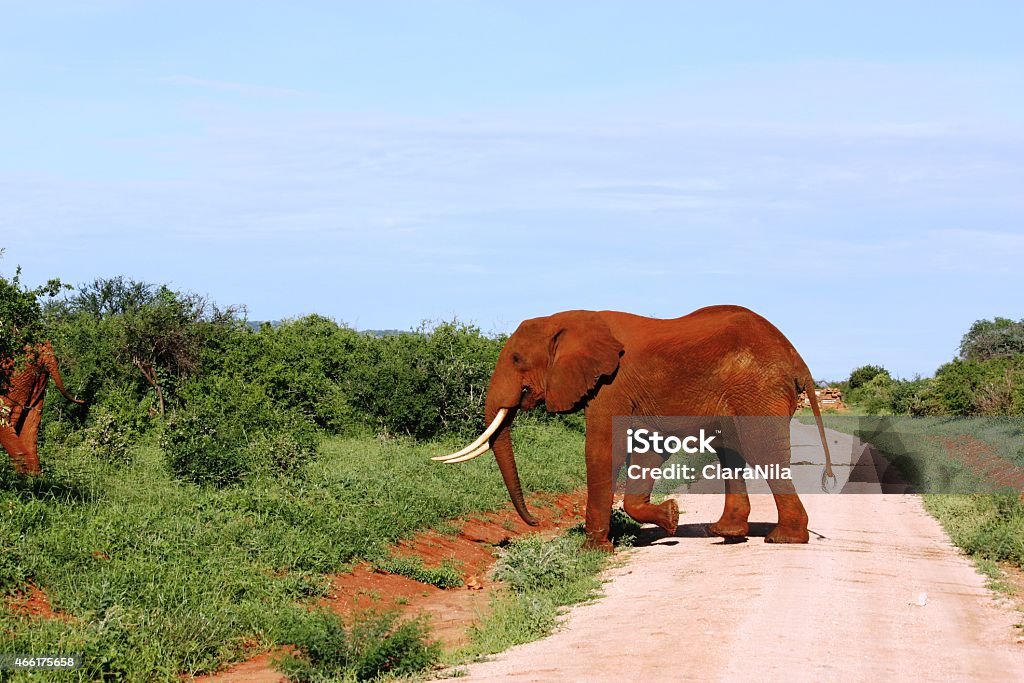 Safari in Kenya-Rosso africano Elefante di Tsavo Ovest - Foto stock royalty-free di 2015