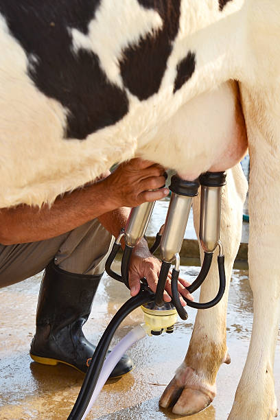 istock Vertical view on machine milking of a cow 466175985