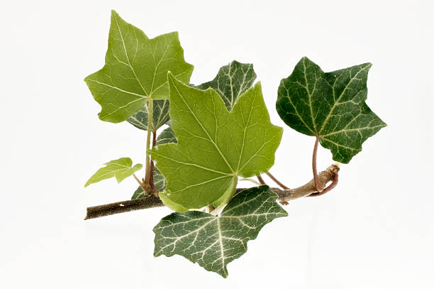istock branch of fresh ivy 466176009