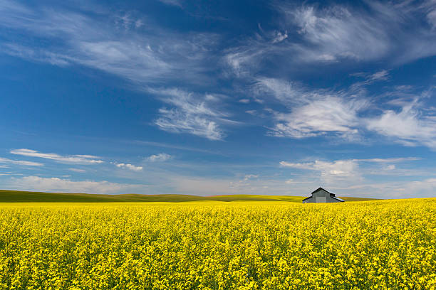 istock Palouse Canola Field with Barn 466176547