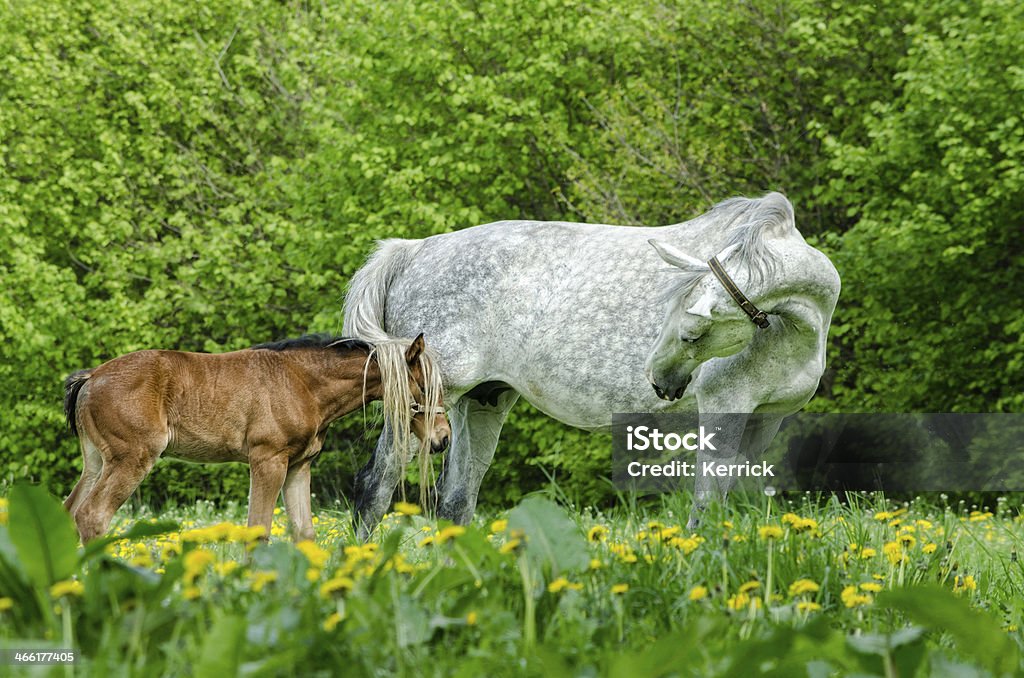 Lustiger verstecken-warmblood horse Stute und Fohlen - Lizenzfrei Agrarbetrieb Stock-Foto