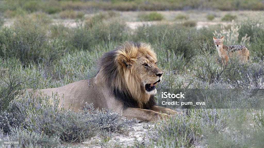 Loewe, Panthera leo, Lion black maned lion and Black-backed jackal  Africa Stock Photo