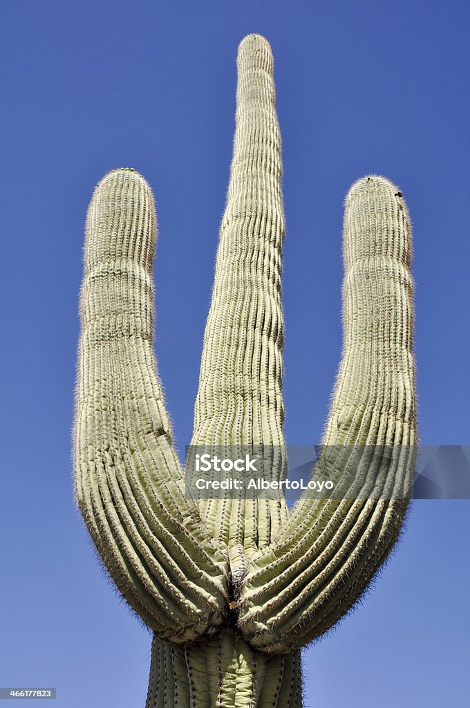 Cacto Saguaro, Parque Nacional Organ Pipe Cactus, Arizona - Foto de stock de Ajo royalty-free