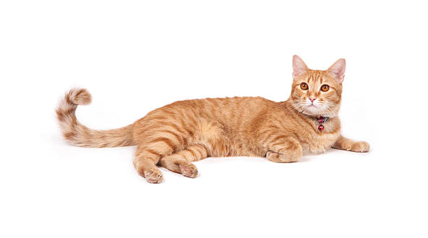 thai yellow cat isolated thai yellow cat isolated on white background animal retina stock pictures, royalty-free photos & images