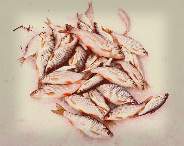 Fresh catch - a lot of fish, mainly roaches, on snow, toned picture