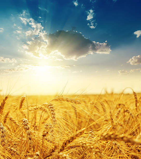 istock Sunset over a wheat field with a golden harvest 466178597