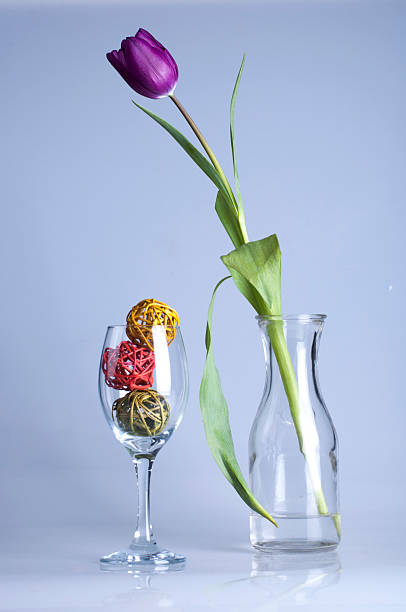 Dark purple tulip on a black background