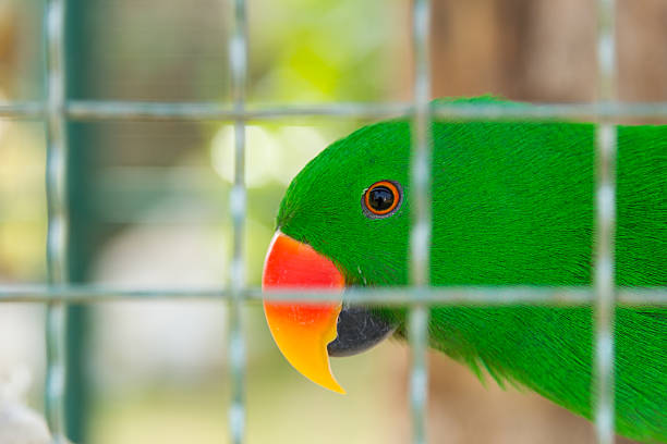 istock Eclectus parrot in bird cage closeup 466179271