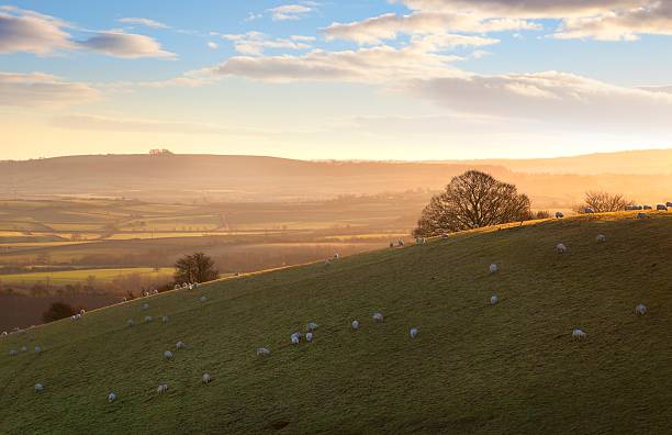 istock Sheep on Cotswold hills 466179305