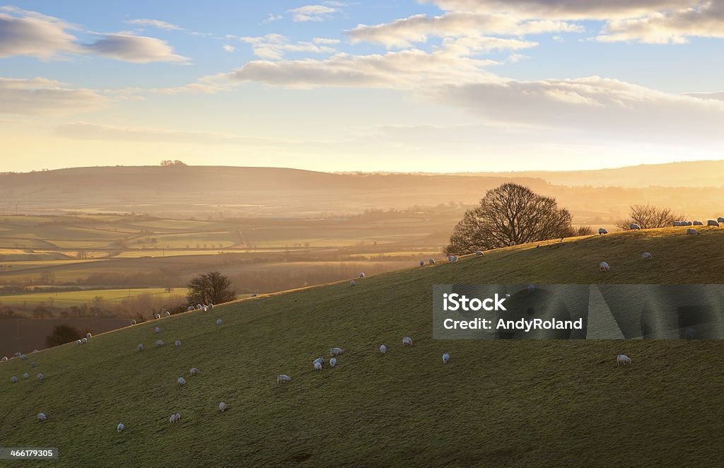 Sheep on Cotswold hills The sun rising a Cotswold landscape near Ilmington, Warwickshire, England. Cotswolds Stock Photo