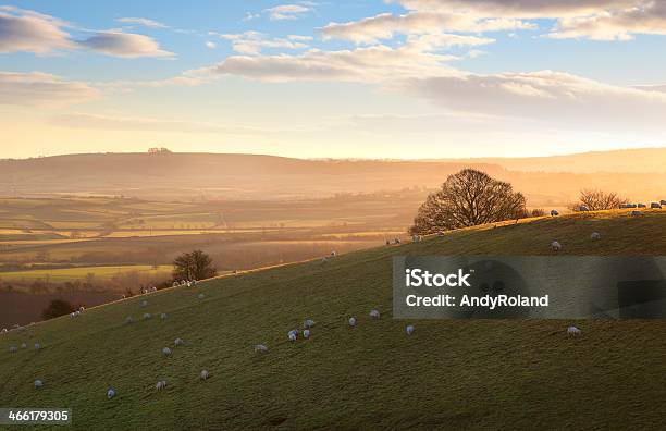 Sheep On Cotswold Hills Stock Photo - Download Image Now - Cotswolds, Cotswold Sheep, Landscape - Scenery