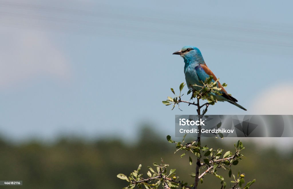 Eurasian Roller 2015 Stock Photo