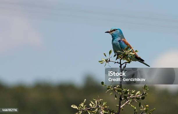 Eurasian Roller Stock Photo - Download Image Now - 2015, Africa, Animal