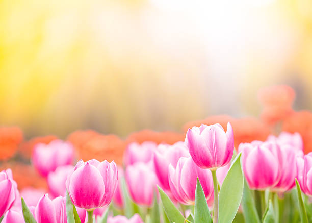 istock beautiful tulip flowers field 466182256