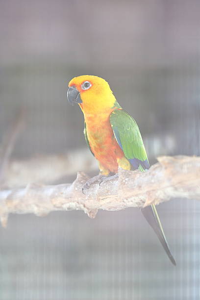 istock Colorful jandaya or jenday conure 466182920