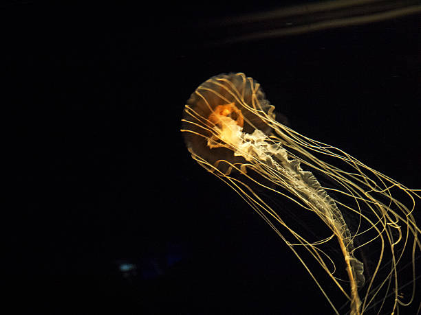 Jellyfish in aquaium