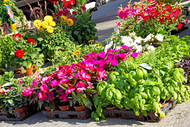 istock flowers in the garden 466186914