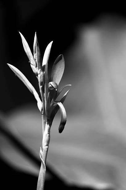 istock Monochrome Red Canna Lily 466186958
