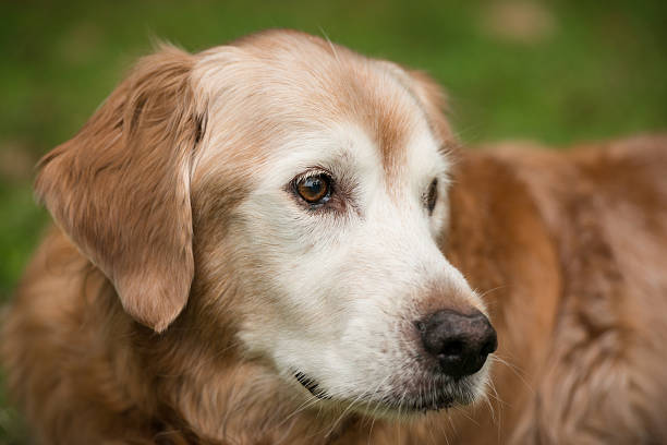 istock Purebred Golden Retriever 466187784