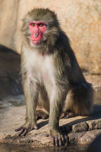 A colorful Japanese Macaque sitting on a rock.