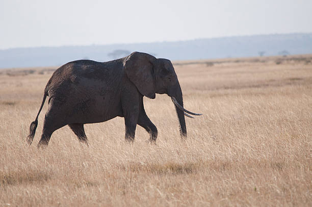 코끼리 걷기 스톡 사진