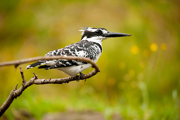 Black & biały Kingfisher – zdjęcie