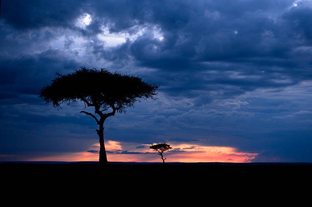 Drzewo sylwetka na zachód słońca – zdjęcie