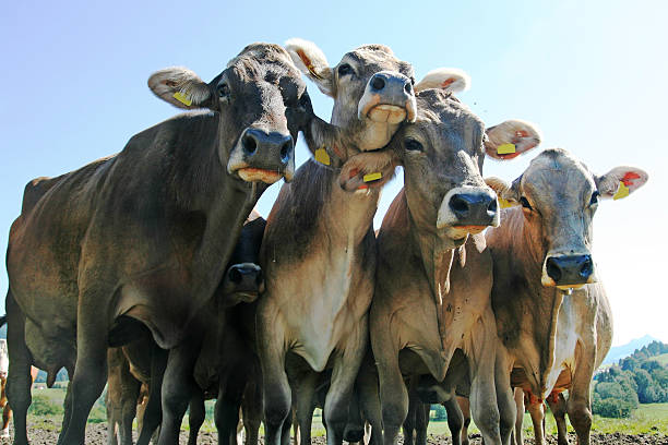 vacas curioso - milk european alps agriculture mountain imagens e fotografias de stock