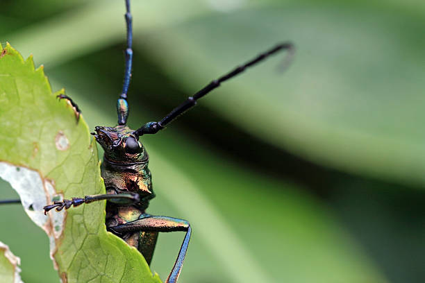 el musk escarabajo - geschützt fotografías e imágenes de stock