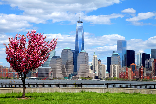 One World Trade Center and the New York Skyline during the spring season