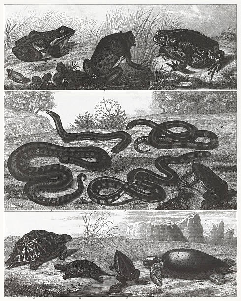 Reptiles & Amphibians Engraving Engraved illustrations of Members of the Classes Reptilia and Amphibia from Iconographic Encyclopedia of Science, Literature and Art, Published in 1851. Copyright has expired on this artwork. Digitally restored. wood turtle stock illustrations