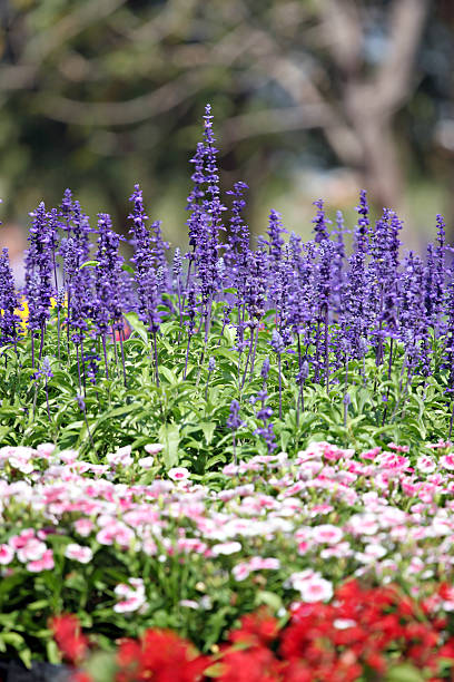 istock Lavender of winter. 466190409