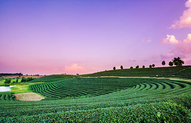 istock Tea plantation landscape at sunset, chiangrai Thailand 466190532