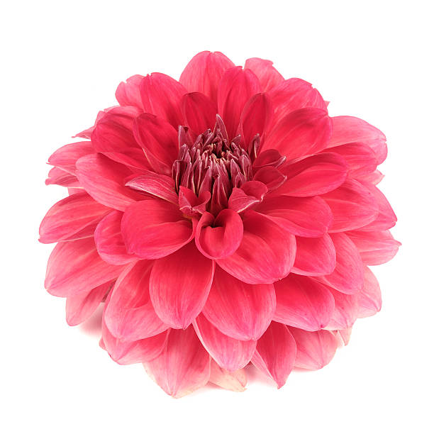istock Beautiful Dahlia Flower Isolated on White Background 466190610