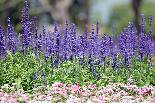 istock Lavender of winter. 466190735