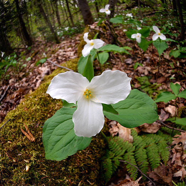 istock Trilliums beside mossy log - Square 466191411