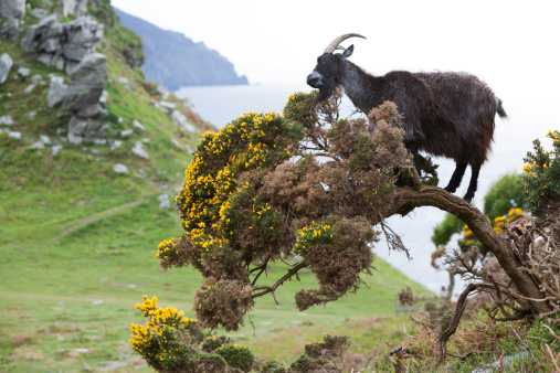 Black goat climbing up into a tree, balancing on a branch with a seascape & rock mountains in the distance.