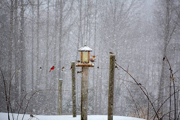 Bird Feeder in Active snowfall Several birds are feeding around a bird feeder during a heavy snow. There is a red cardinal and some other birds on and sitting on a wire beside the feeder, in the background you can see the heavy snow with many trees of a forrest in the background. A very scenic and tranquil scene of winter and some lucky birds. bird feeder photos stock pictures, royalty-free photos & images