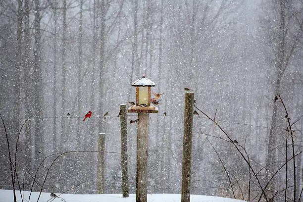 Photo of Bird Feeder in Active snowfall
