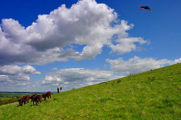 Dorchester, Oxfordshire, England - May 12, 2012: A herd of cattle appear disinterested as two enthusiasts fly their kite over Wittenham Clumps on a sunny summer day. 